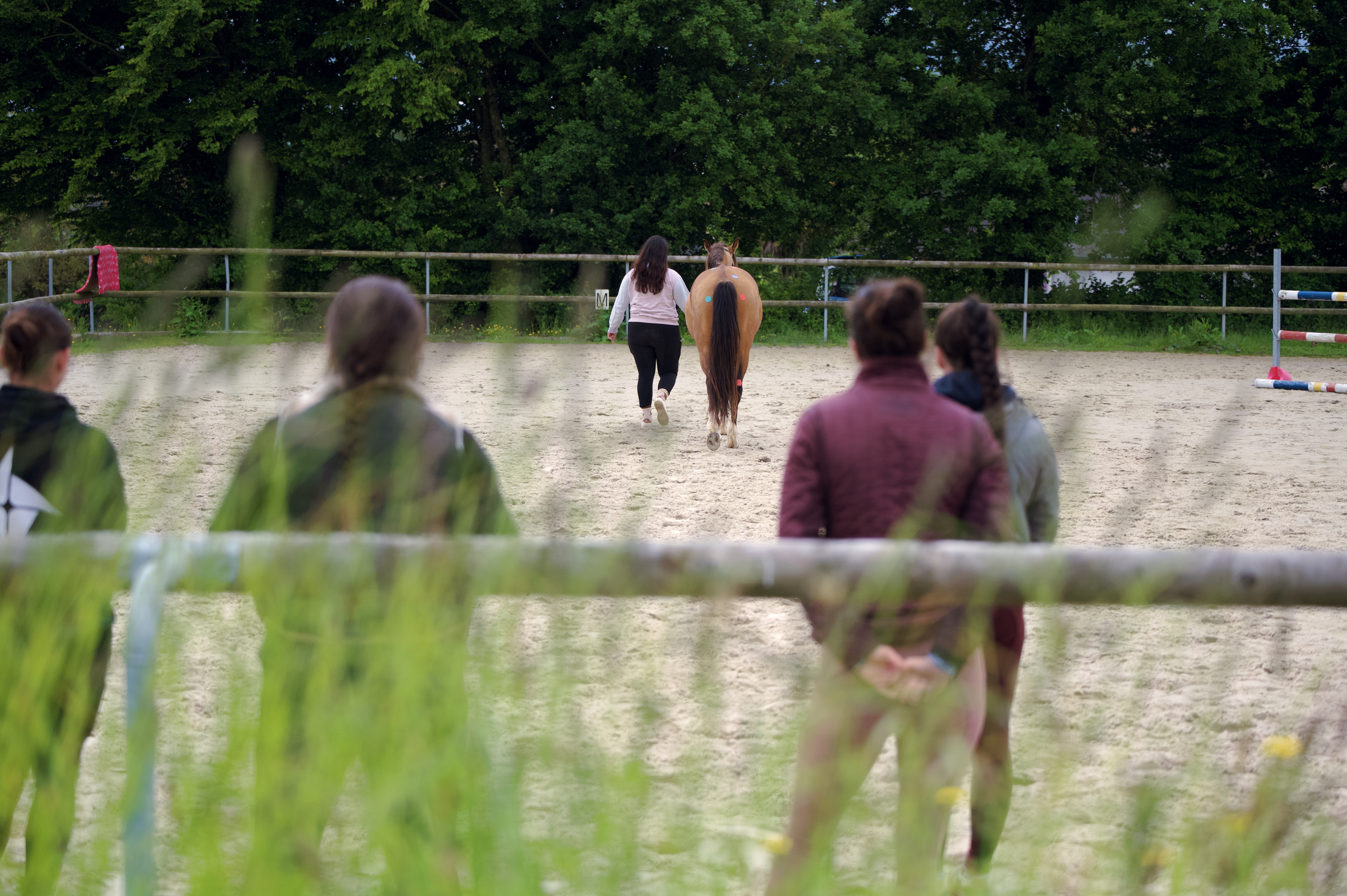 Intégrer une communauté de pros formation Equimova biomécanique et équitation