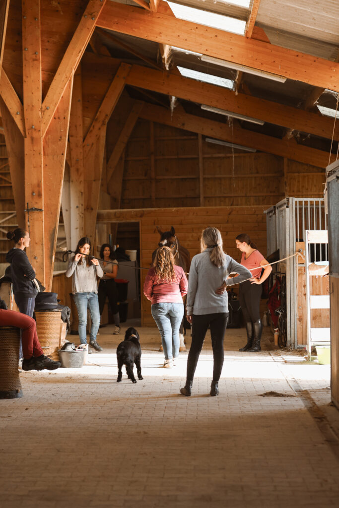 Progresser et se former en biomécanique et équitation avec Equimova