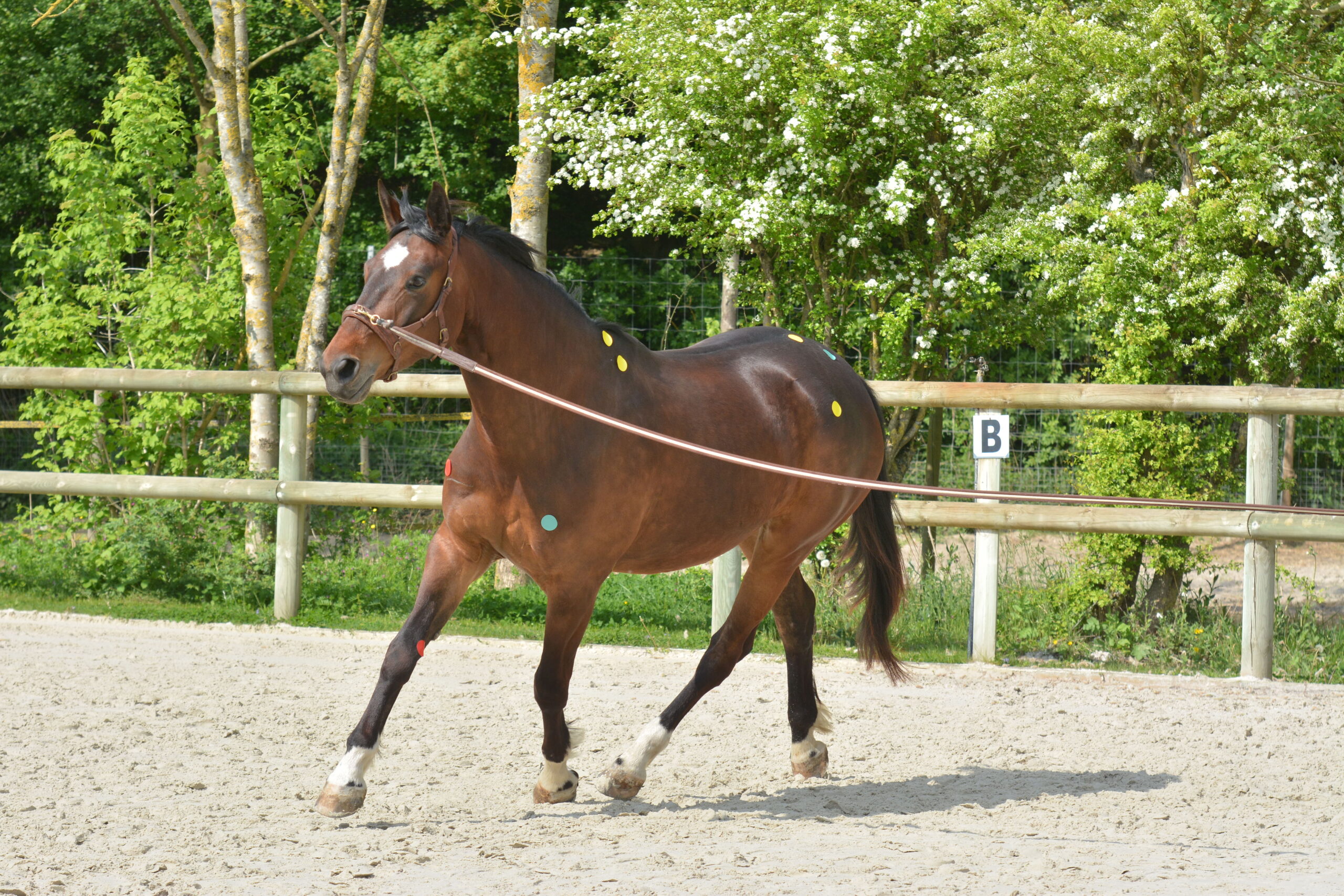 Programme formation professionnelle Equimova module 2 locomotion du cheval biomécanique dissymétrie ergonomie palpation préférences motrices