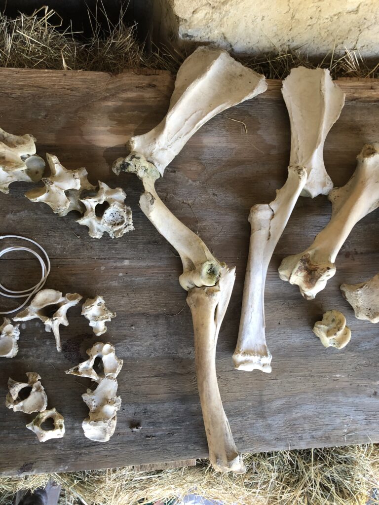 Programme formation Equimova biomécanique et équitation module 1 anatomie du cheval conformation posture